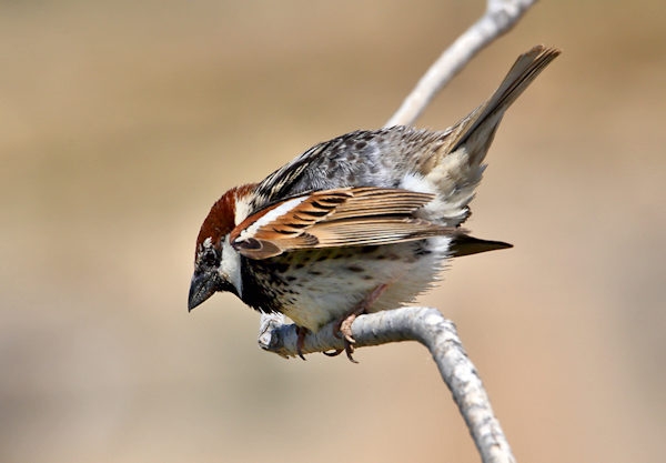 Malta_2854_Spanish Sparrow_Passer hispaniolensis_m