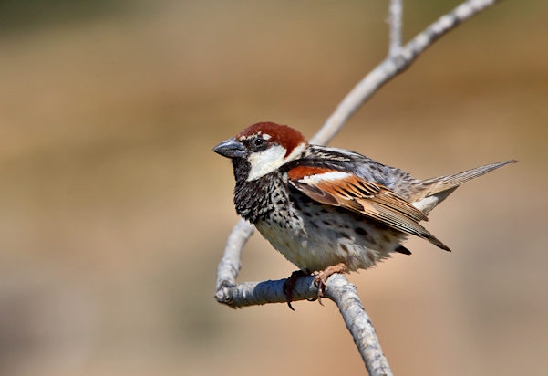 Malta_2862_Spanish Sparrow_Passer hispaniolensis_m