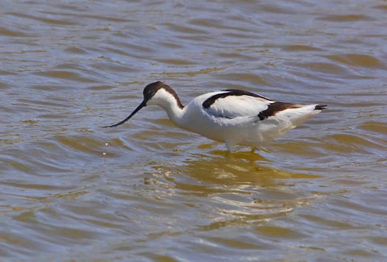 Malta_2863_Pied Avocet_Recurvirostra avosetta_m