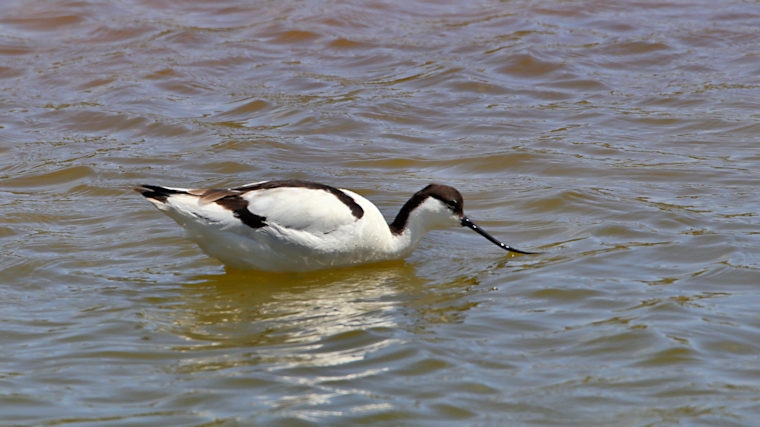 Malta_2866_Pied Avocet_Recurvirostra avosetta_m