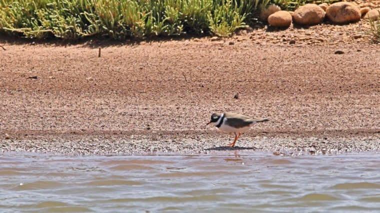 Malta_2877_Ringed Plover_Charadrius hiaticula_m