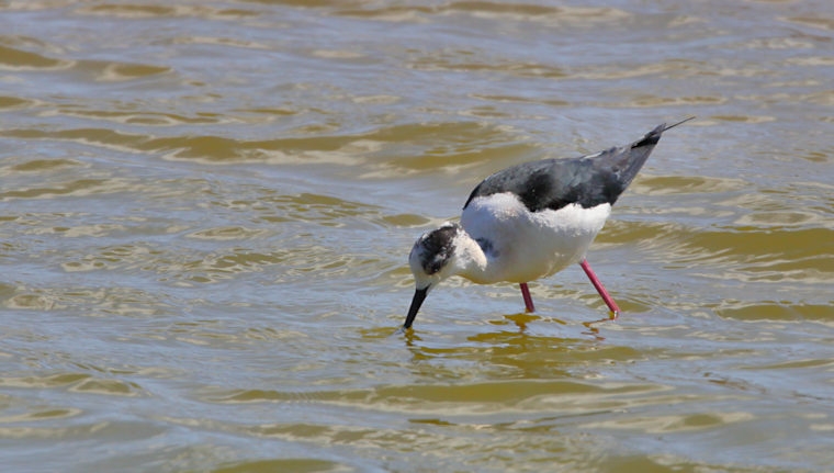 Malta_2883_Black-winged Stilt_Himantopus himantopus_m