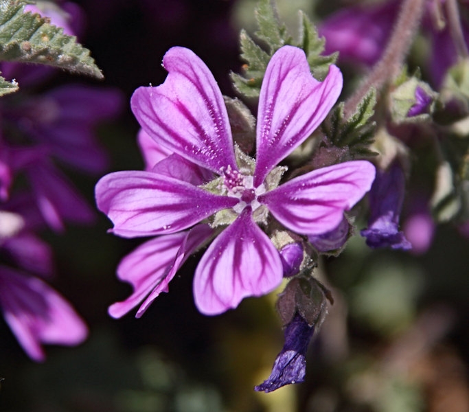 Malta_3072_Wildflowers_m