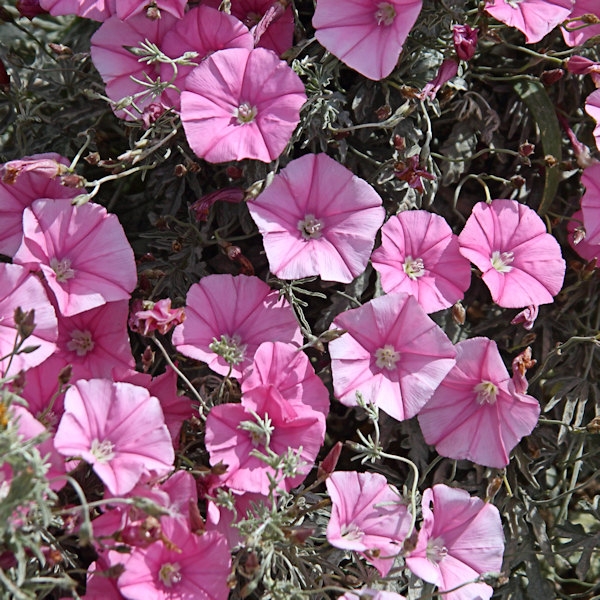 Malta_3083_Wildflowers_m