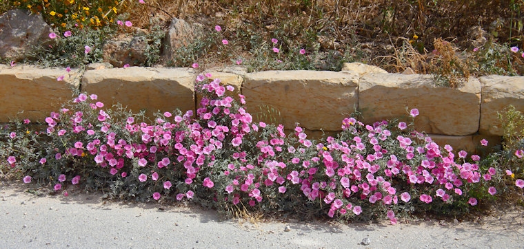 Malta_3084_Wildflowers_m