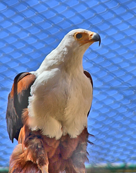 Malta_3114_Siggiew_Falconry Centre_African Fish Eagle_m