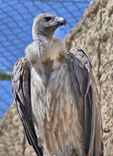 Malta_3119_Siggiew_Falconry Centre_African White-backed Vulture_m