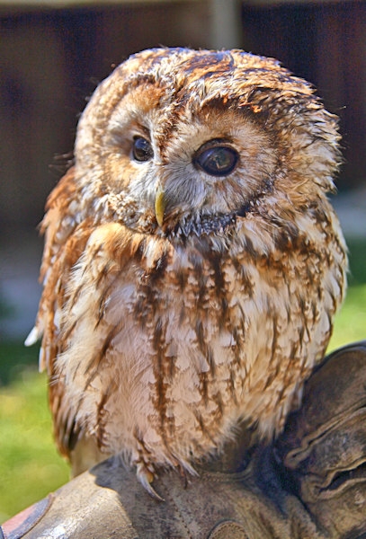 Malta_3123_Siggiew_Falconry Centre_Tawny Owl_m