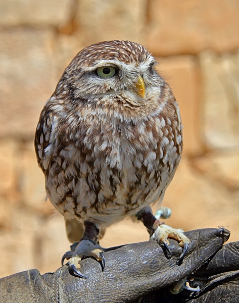 Malta_3125_Siggiew_Falconry Centre_Little Owl_m