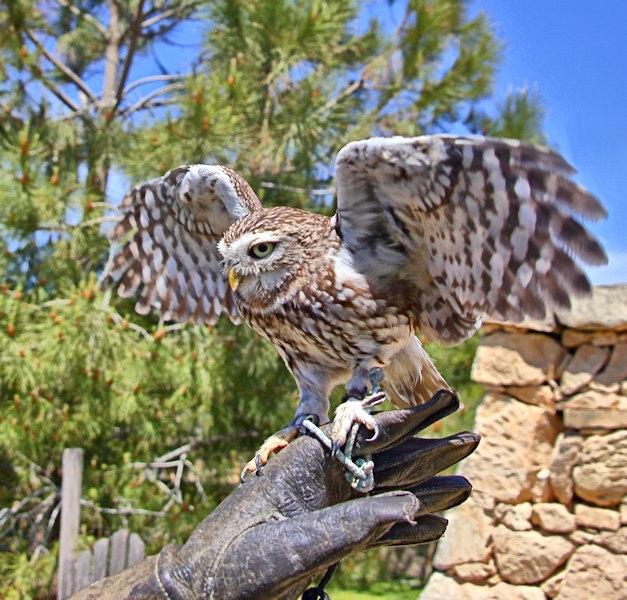 Malta_3129_Siggiew_Falconry Centre_Little Owl_m