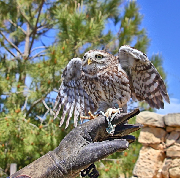 Malta_3131_Siggiew_Falconry Centre_Little Owl_m