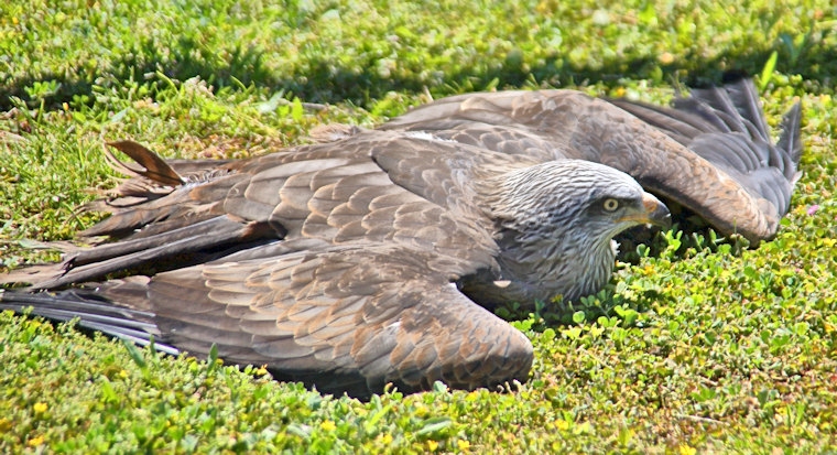 Malta_3140_Siggiew_Falconry Centre_Black Kite Sunning Itself_m