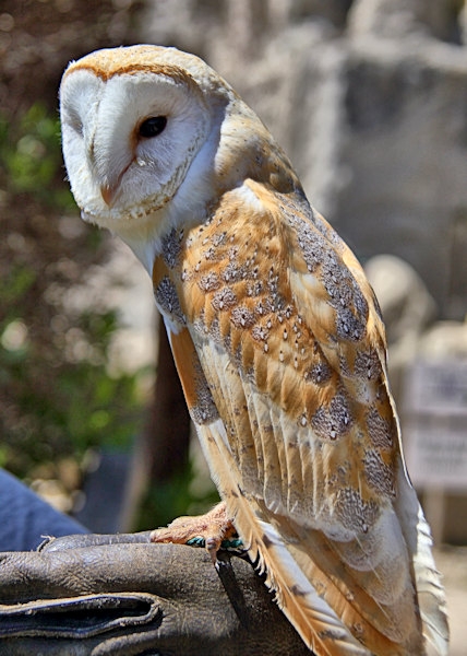 Malta_3152_Siggiew_Falconry Centre_Barn Owl_m