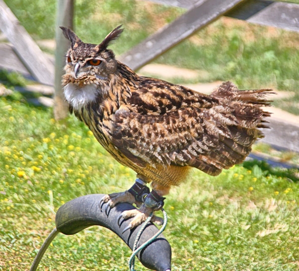 Malta_3156_Siggiew_Falconry Centre_Bengal Owl_m