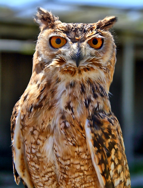 Malta_3160_Siggiew_Falconry Centre_Bengal Owl_m