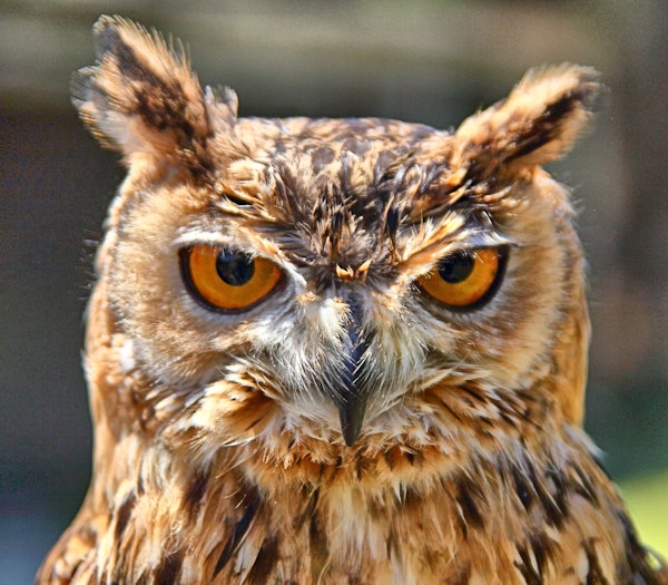 Malta_3162_Siggiew_Falconry Centre_Bengal Owl_m