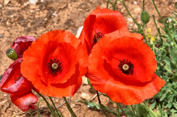 Malta_3257_Wildflowers_Flanders Poppies_m