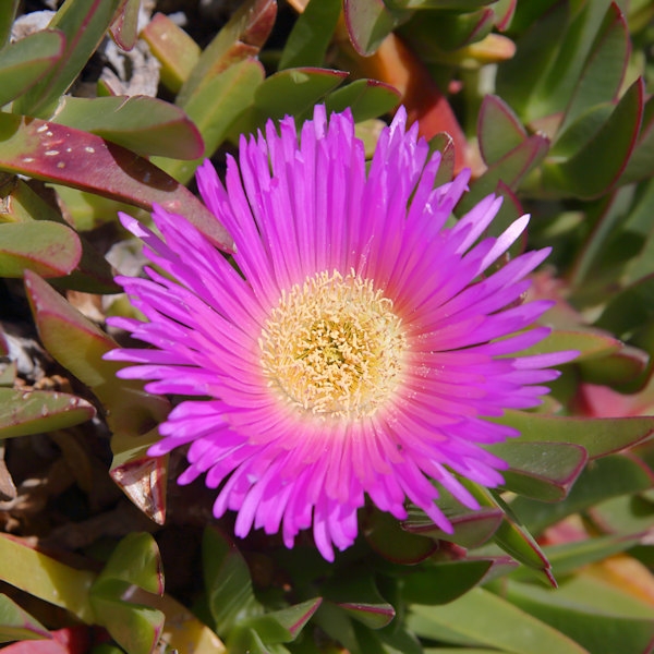 Malta_3261_Wildflowers_Pigface_m