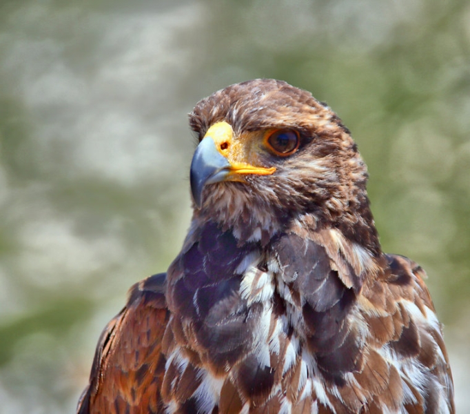 Malta_3275_Falconer's Bird_Golden Eagle_m