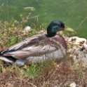 Malta_2726_Salina Nature reserve_Mallard_Anas platyrhynchos_m