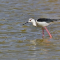 Malta_2846_Black-winged Stilt_Himantopus himantopus_m