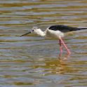 Malta_2851_Black-winged Stilt_Himantopus himantopus_m