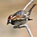 Malta_2854_Spanish Sparrow_Passer hispaniolensis_m