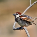 Malta_2862_Spanish Sparrow_Passer hispaniolensis_m