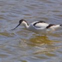 Malta_2863_Pied Avocet_Recurvirostra avosetta_m