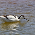 Malta_2866_Pied Avocet_Recurvirostra avosetta_m