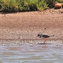 Malta_2877_Ringed Plover_Charadrius hiaticula_m