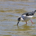 Malta_2883_Black-winged Stilt_Himantopus himantopus_m