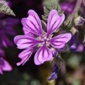 Malta_3072_Wildflowers_m