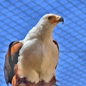 Malta_3114_Siggiew_Falconry Centre_African Fish Eagle_m