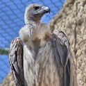 Malta_3119_Siggiew_Falconry Centre_African White-backed Vulture_m