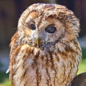 Malta_3123_Siggiew_Falconry Centre_Tawny Owl_m