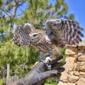 Malta_3129_Siggiew_Falconry Centre_Little Owl_m