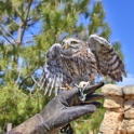 Malta_3131_Siggiew_Falconry Centre_Little Owl_m