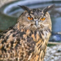 Malta_3138_Siggiew_Falconry Centre_European Eagle Owl_m