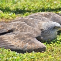 Malta_3140_Siggiew_Falconry Centre_Black Kite Sunning Itself_m