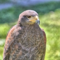 Malta_3144_Siggiew_Falconry Centre_Harris Hawk_m