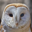 Malta_3146_Siggiew_Falconry Centre_Barn Owl_m