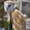 Malta_3152_Siggiew_Falconry Centre_Barn Owl_m