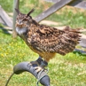 Malta_3156_Siggiew_Falconry Centre_Bengal Owl_m