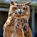 Malta_3160_Siggiew_Falconry Centre_Bengal Owl_m