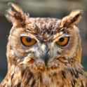 Malta_3162_Siggiew_Falconry Centre_Bengal Owl_m