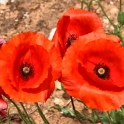 Malta_3257_Wildflowers_Flanders Poppies_m