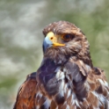 Malta_3275_Falconer's Bird_Golden Eagle_m