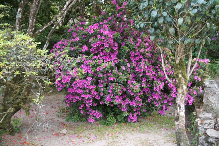 Part of the gardens of the Sintra Palace