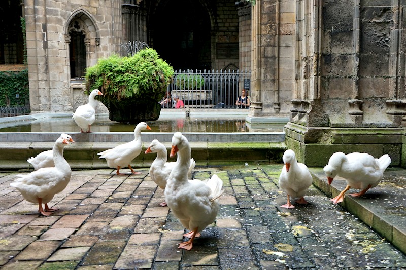 Barcelona Cathedral Geese